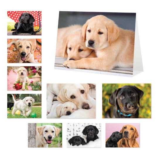 Image of a collage of black and yellow labrador puppies in cute poses.
