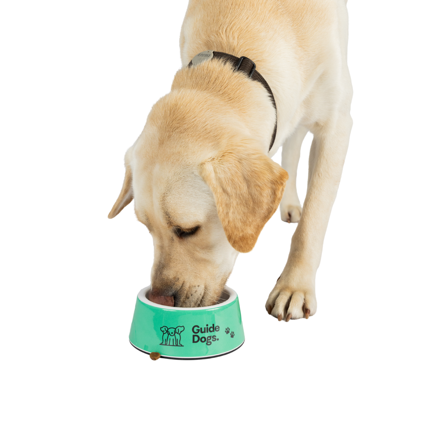 Image of a dog eating from a green 'Guide Dogs' bowl on a white background