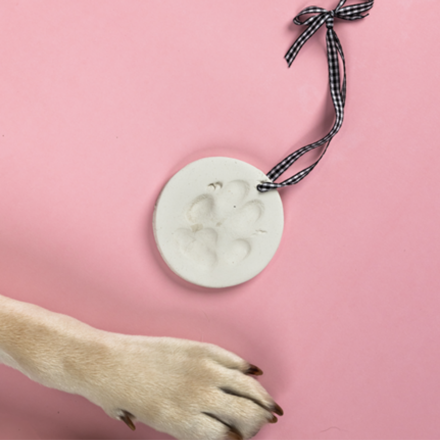 Image of A dog's paw next to the Clay Paw Print ornament with checkered ribbon on a pink background.