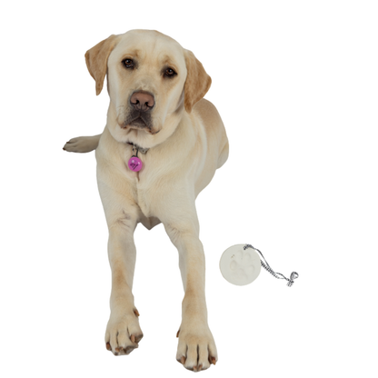 Image of Yellow labrador with pink collar and Clay Paw Print Kit tag.