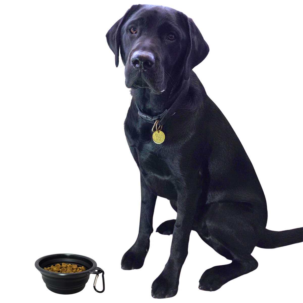 Image of a black Labrador retriever sits on a white background next to a black collapsible pet bowl filled with kibble.