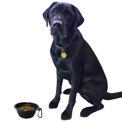 Image of a black Labrador retriever sits on a white background next to a black collapsible pet bowl filled with kibble.