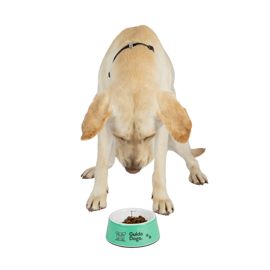 Image of a dog eating from a bowl with 'Guide Dogs' branding on a white background