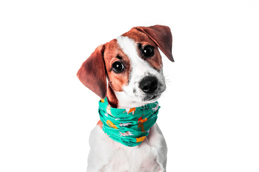 Image of a small brown and white dog wearing a green bandana tilts its head playfully.
