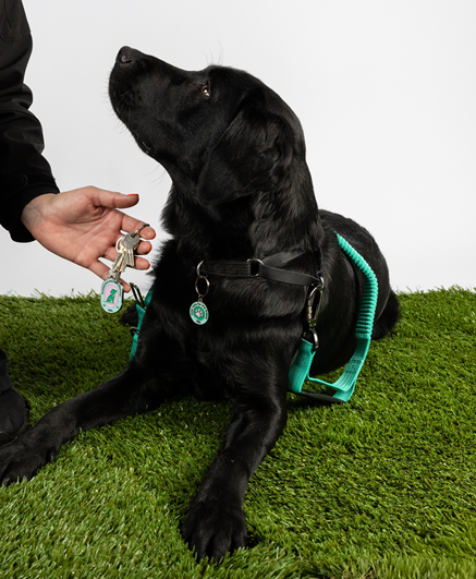 Image of a black dog on grass, wearing a collar with a round tag charm with text of 'Just Here for the Treats' around the blue edge with a pink paw print in the middle of a green circle. Also pictured is a hand holding keys and a keyring tag featuring a silhouette of a green puppy and the words 'Professional Dog Treat Dispenser' around the edge with a pink and light blue background. 