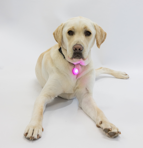 Image of A yellow Labrador wearing a pink light on his collar.