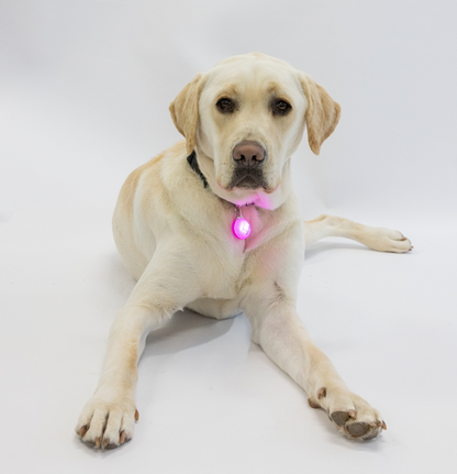 Image of A yellow Labrador wearing a pink light on his collar.