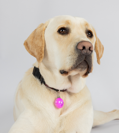 Image of A yellow Labrador wearing a pink light on his collar.