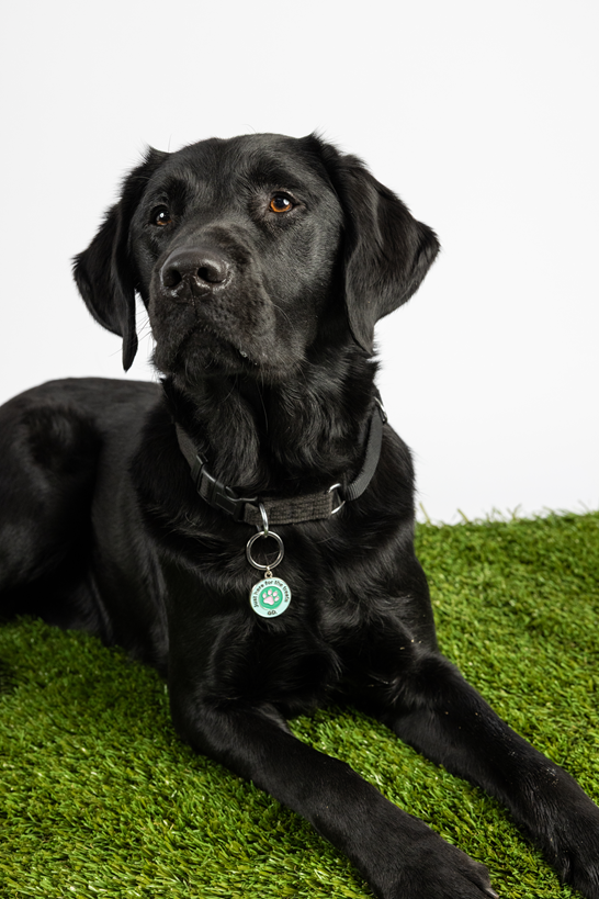 Image of a black dog wearing a collar with a round tag charm with text of 'Just Here for the Treats' around the blue edge with a pink paw print in the middle of a green circle lying on artificial grass against a white background.