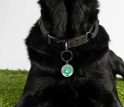 Image of a black dog on grass, wearing a collar with a round tag charm with text of 'Just Here for the Treats' around the blue edge with a pink paw print in the middle of a green circle. 