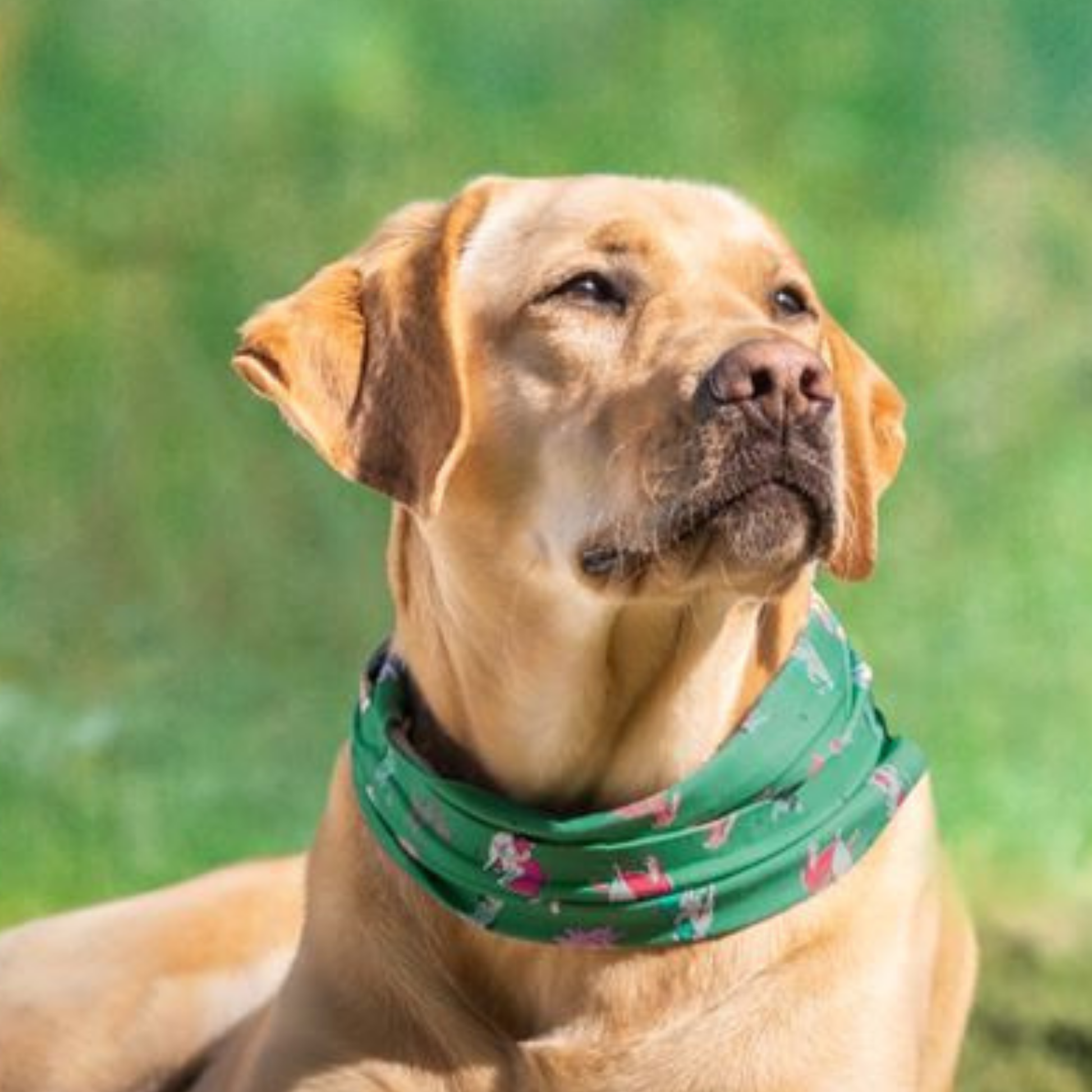 Image of a dog wearing a green bandana with a pattern, sitting outdoors on grass.