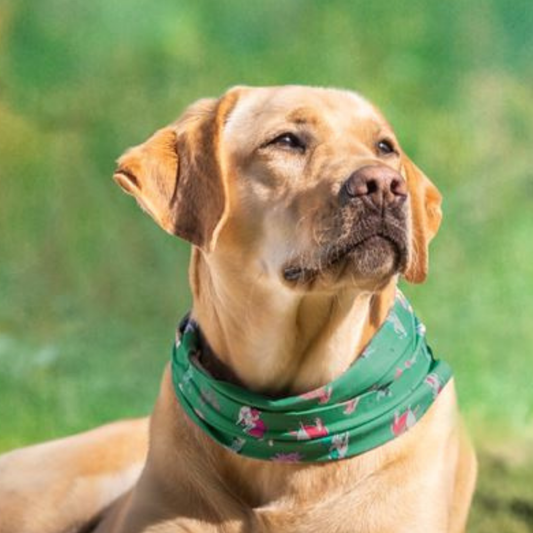 Image of a dog wearing a green bandana with a pattern, sitting outdoors on grass.