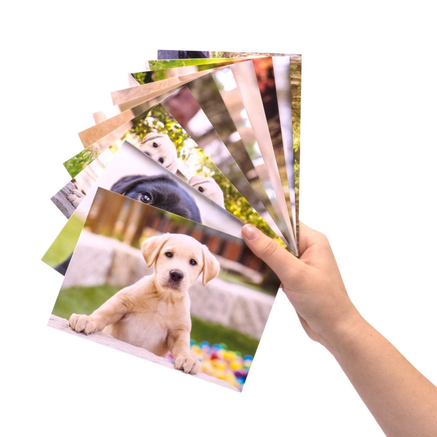 Image of a hand holding a stack of greeting cards featuring various images of puppies.